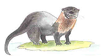 River Otters or Lontra Canadensi may be seen while whitewater rafting with ARTA River Trips