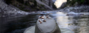 Fishing on Idaho's legendary Middle Fork of the Salmon