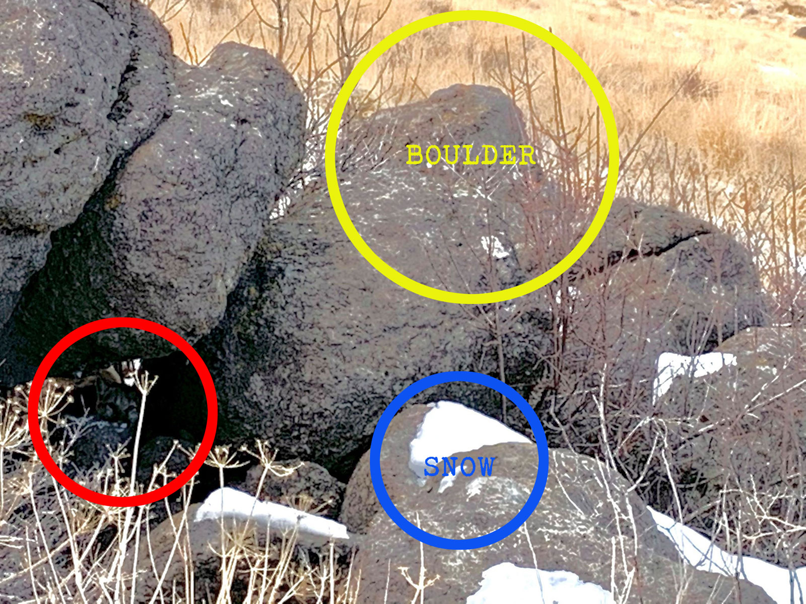 There you are! (Mountain Lion circled)