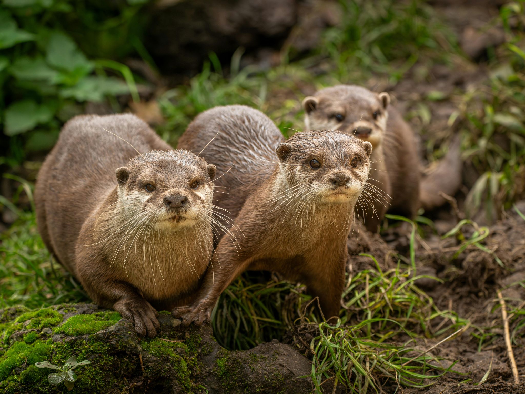 Four river otters on the side of the river